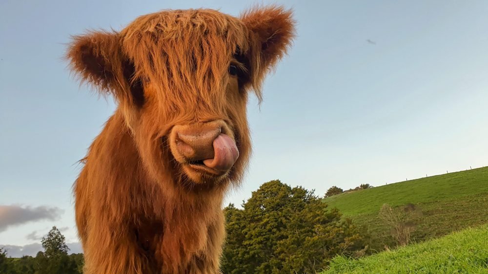 Highlander cows make superb pets, Outdoors